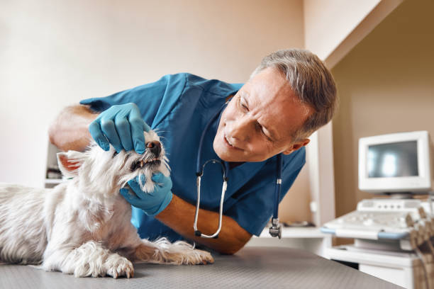Best 24-Hour Emergency Dental Care in Brentwood, MD